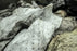 Granules / Absorbants (Oil Contaminated) PCWS 